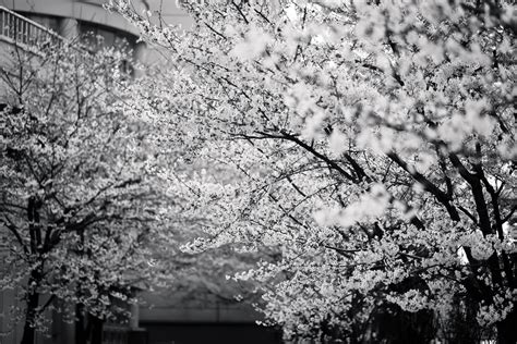 Free Images : tree, nature, branch, black and white, plant, flower, bloom, spring, cherry ...