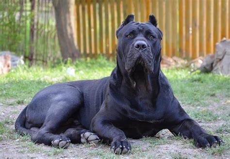 Black presa canario Cerber 10 months old | Big dog breeds, Banned dog breeds, Dog breeds