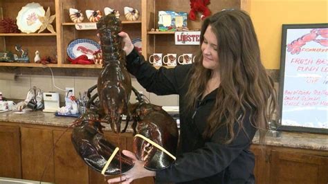 Vegan Paid $230 for a 100-Year-Old Lobster, Then Set Him Free