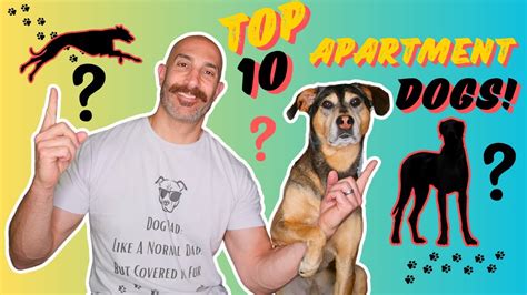 10 BEST Dog Breeds 🐕‍🦺 for Apartment Living 🏠 & Small Spaces - YouTube