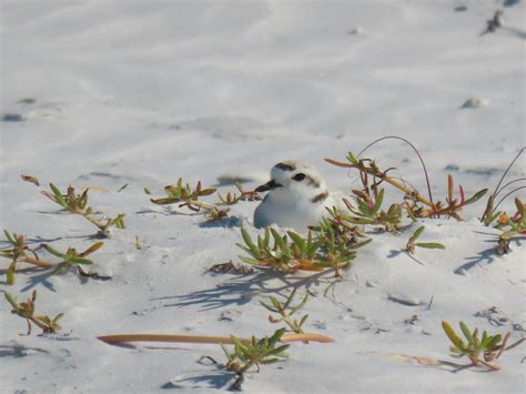 Snowy Plovers Nest Once Again on Siesta Key | Audubon Florida