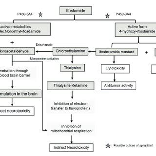 Metabolism of ifosfamide and proposed pathogenesis in... | Download ...