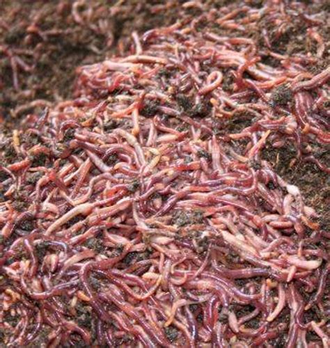 Composting Red Wiggler Worms | Marlé Worm Growers