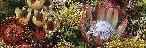 Fynbos, South Africa | WWF