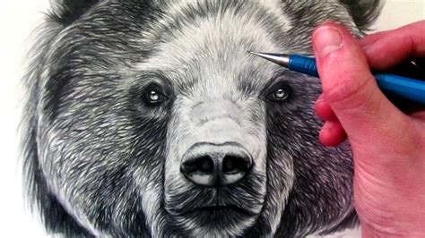 Grizzly Bear Face Drawing at GetDrawings | Free download