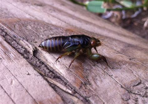 Cicada Nymph - What's That Bug?