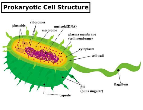 Prokaryotic Cell Structure Mesosome