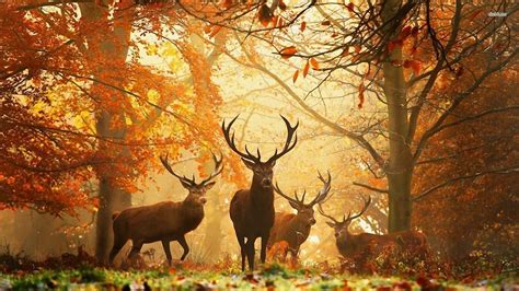 Forest Animals Images Hd | yo-rice