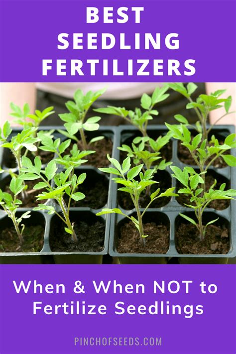 Seedling Fertilizers: When & How + 3 Best Fertilizers - Pinch Of Seeds