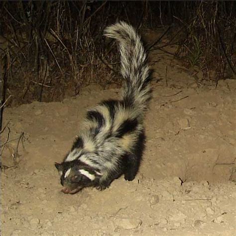 STRIPED POLECAT - Ictonyx striatus - Safari Guide | A Guide for East and Southern Africa Safaris