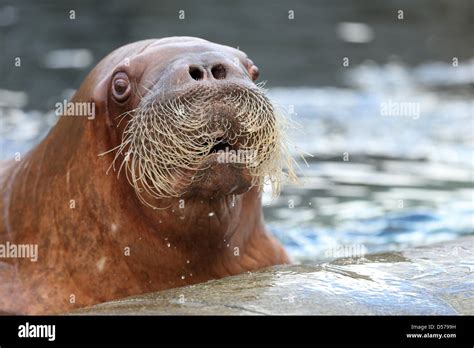 Female walrus hi-res stock photography and images - Alamy