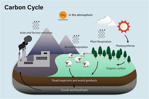 Carbon Cycle - WorldAtlas