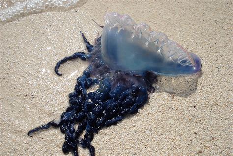 He licked one of the most dangerous jellyfish in the ocean : The Premier Daily