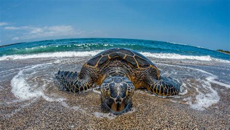 Big Island Beaches to Spot Green Sea Turtles | Big Island Guide