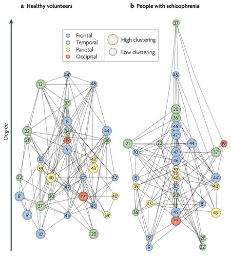 Using fundamental graph theory analysis to deconstruct the human brain ...