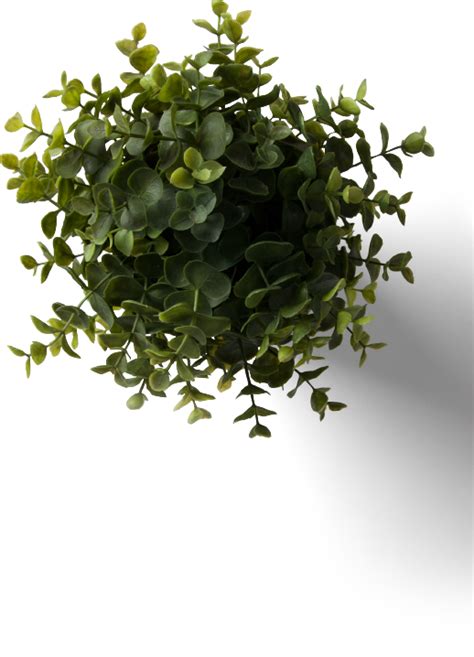 Download Flower Plant Top View Png With Flower Plant Top View - Table Plant Top View Png PNG ...