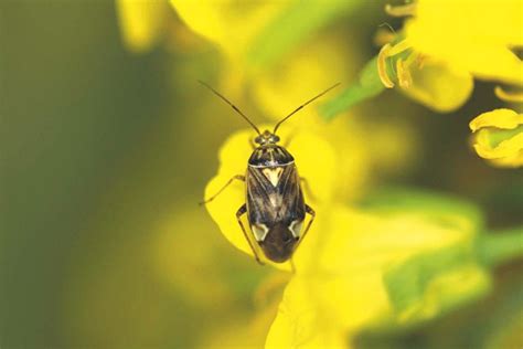 When you should consider spraying lygus bugs in your canola