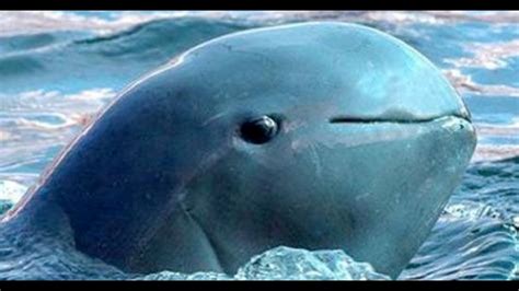 San Diego Zoo saves viable cells from endangered Vaquita Porpoise | cbs8.com