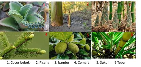 Perkembangbiakan Vegetatif Alami Tumbuhan - GURU SUMEDANG