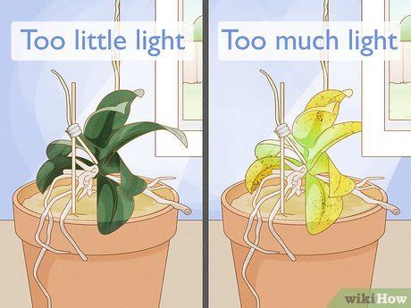 How to Care for Mini Orchids (with Pictures) - wikiHow