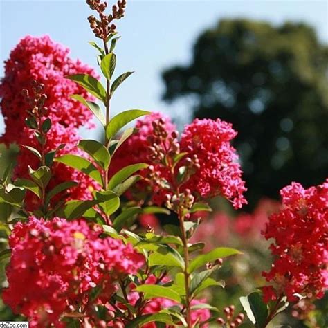 Lagerstroemia indica x fauriei 'Tonto' ~ Tonto Crape Myrtle – King's Sunset Nursery