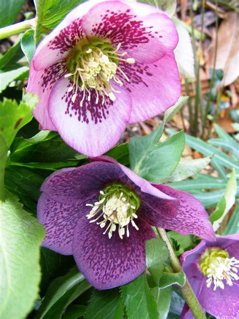 Rachel Callaghan Landscape Architect, NZ: Hellebores Orientalis - mixed purples