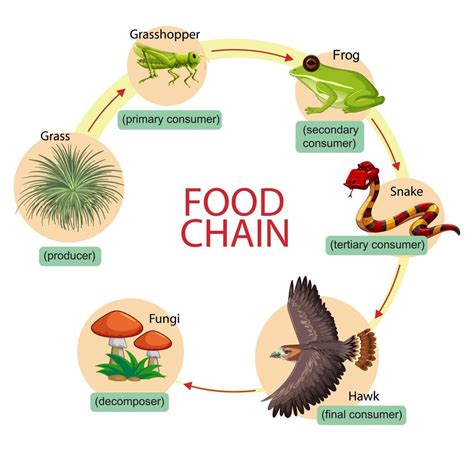 Diagram showing food chain 2384316 Vector Art at Vecteezy