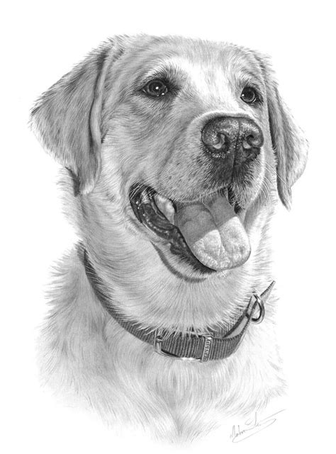 Labrador Retrievers, Golden Retriever, Labrador Art, Yellow Labrador, Dog Sketch, Ausgestopftes ...