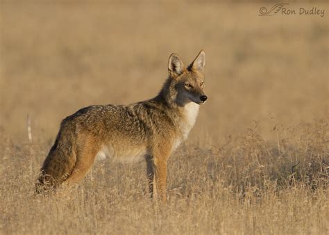 A Couple Of Coyotes And The Utah Mule Deer Protection Act « Feathered Photography