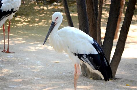 Stork (a) Free Stock Photo - Public Domain Pictures