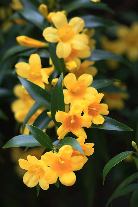 Yellow Jasmine - South Carolina State Flower | Seth Berry | Flickr