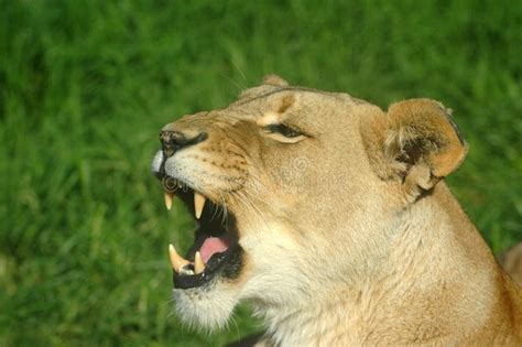 Lioness roaring stock photo. Image of heads, feline, beast - 1197270