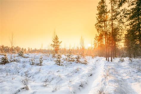 Sunset Sunrise in Sunny Winter Snowy Forest. Sun Shine Over Wint Stock ...