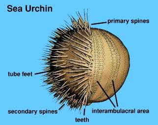 Sea Urchins