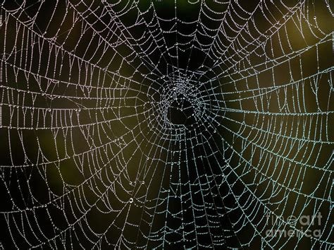 Dew drops on Spider web 5 Photograph by Tracy Knauer - Fine Art America