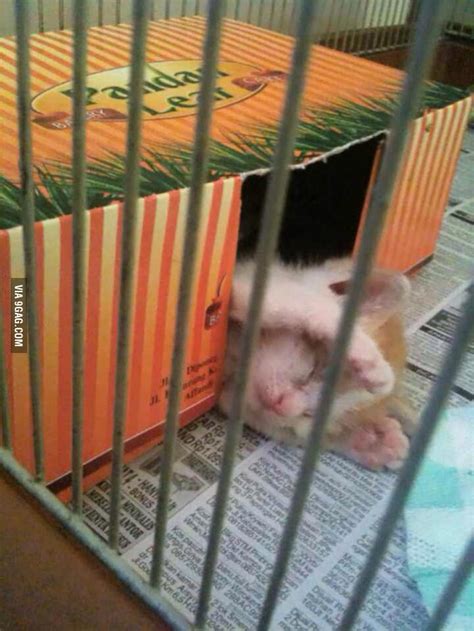 My kitten sleeping pose - 9GAG