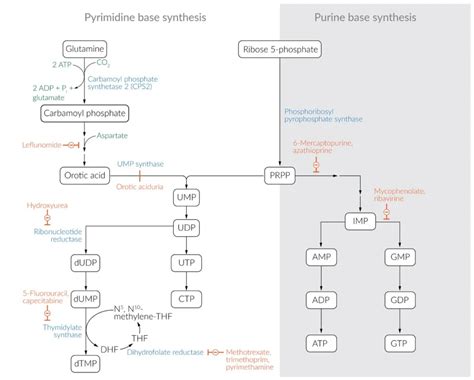 Purine Salvage Pathway