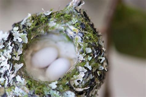 Hummingbird Nests: 7 Fun Facts You Should Know (2022) - Bird Watching HQ