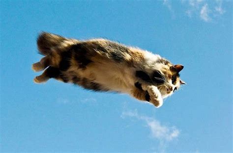 A Fun Gallery of Flying Cats | Funny cute cats, Flying cat, Cats