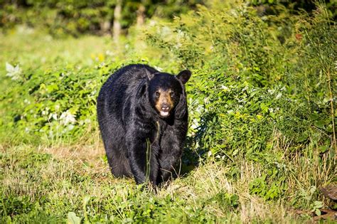 Black bear preparing for hibernation, USA - Stock Image - C038/8140 ...