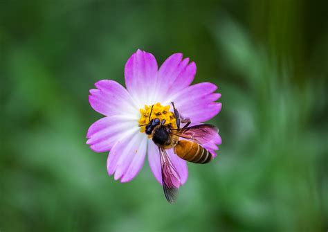 Giant Honey Bee Insect - Free photo on Pixabay - Pixabay