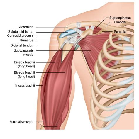 Diagram Of Bicep Muscles