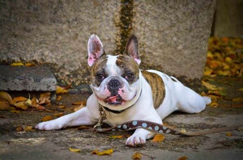 French Bulldog Colors Explained (WITH PHOTOS) – petsKB