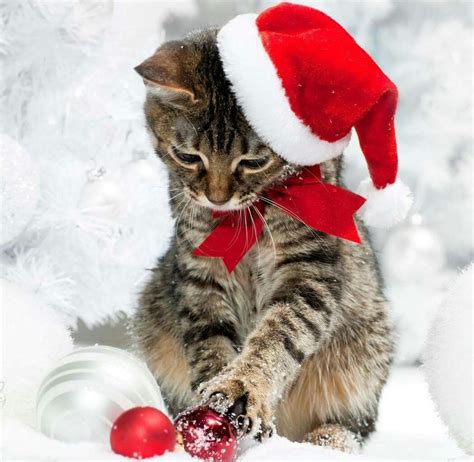 Cute Kittens, Fluffy Kittens, Cats And Kittens, Christmas Kitten, Christmas Animals, Merry ...