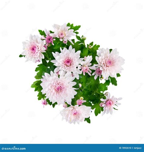 Pink Chrysanthemum Bouquet Isolated on White Stock Photo - Image of ...