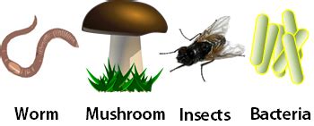 Decomposers Lesson for Kids: Definition & Examples - Educational Videos for Kids | Study.com