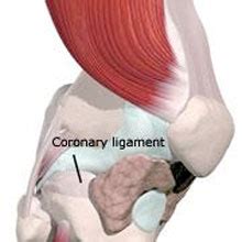 Coronary Ligament Sprain | Causes, Symptoms & Treatment