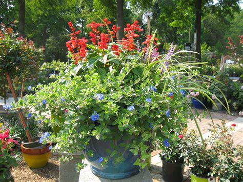 Full Sun Container | Container plants, Container gardening flowers ...