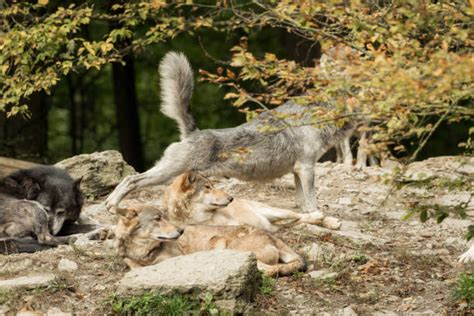 Wolf Pack Behavior Stock Photos, Pictures & Royalty-Free Images - iStock