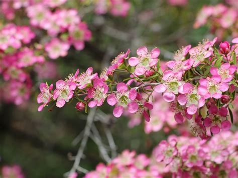 Leptospermum ‘Tickled Pink’ – Tea Tree | Gardening With Angus